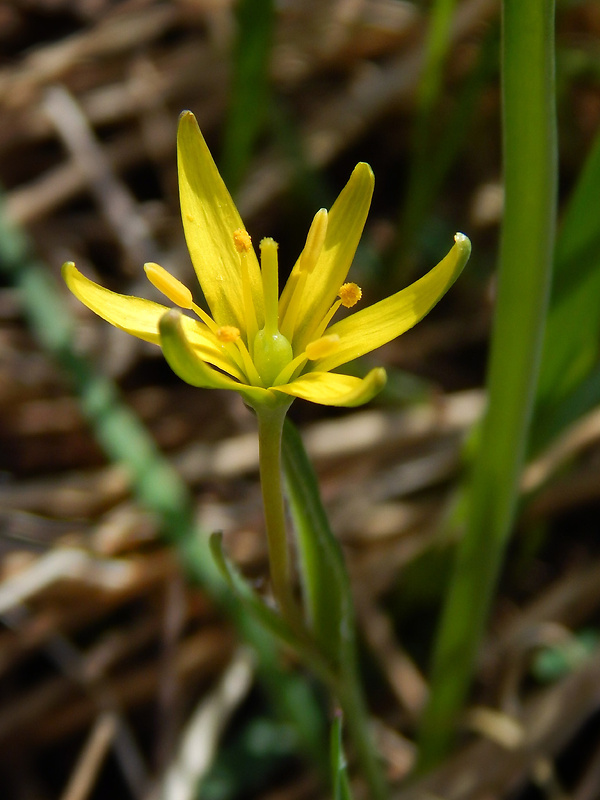 krivec pomoranský Gagea transversalis (Pall.) Stev.