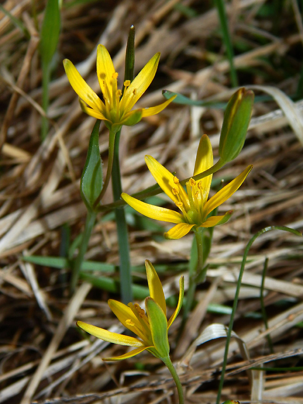 krivec pomoranský Gagea transversalis (Pall.) Stev.