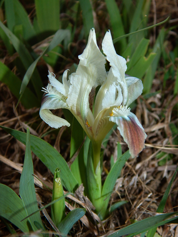 kosatec nízky Iris pumila L.