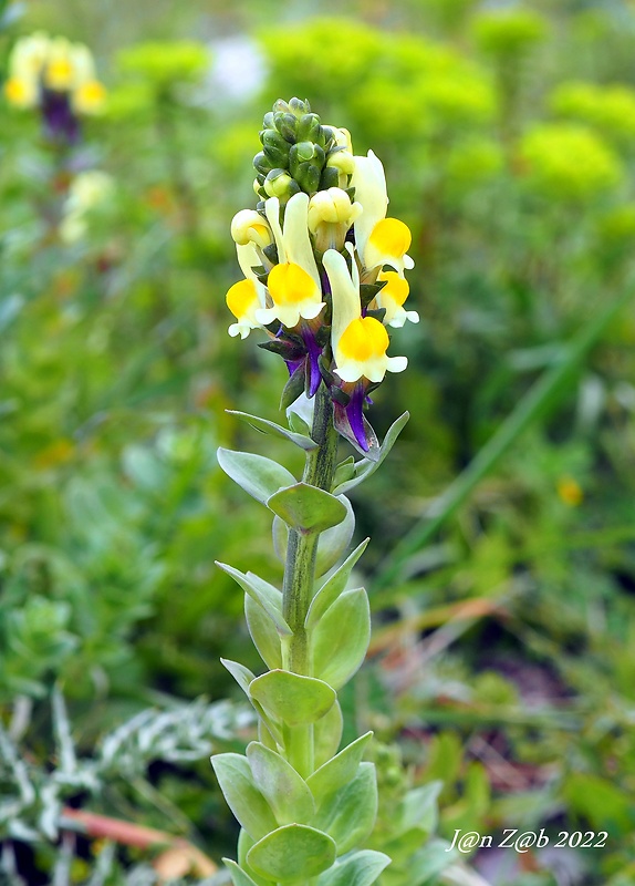 pyštek Linaria triphylla (L.) Miller