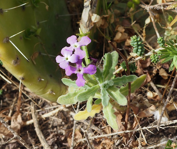 fiala trojrohá Matthiola tricuspidata (L.) R. Br.