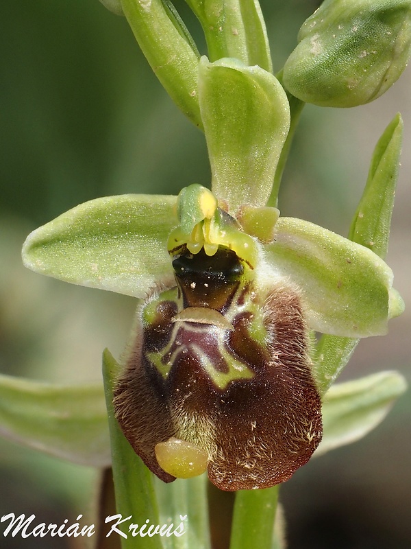 hmyzovník Ophrys fuciflora subsp. biancae (Tod.) Faurh