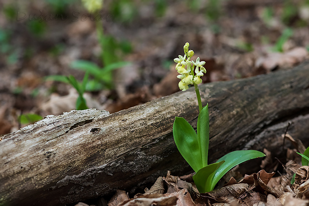 vstavač bledý Orchis pallens L.