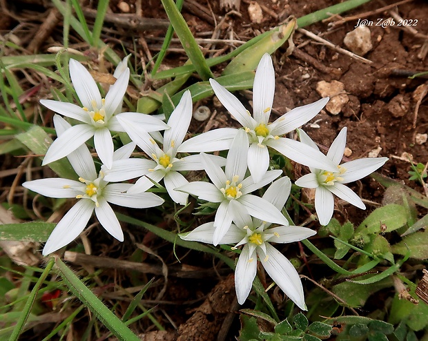 bledavka cibuľkatá Ornithogalum exscapum Ten.