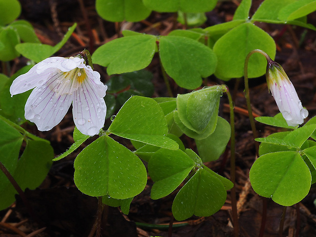 kyslička obyčajná Oxalis acetosella L.