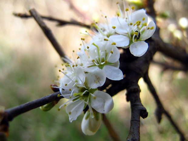 trnka obyčajná Prunus spinosa L.