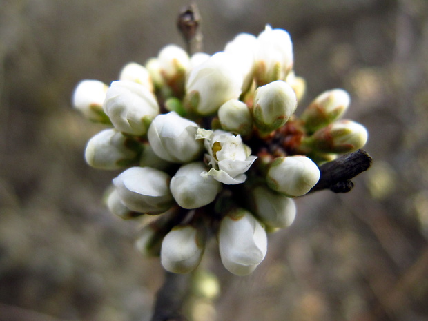 trnka obyčajná Prunus spinosa L.