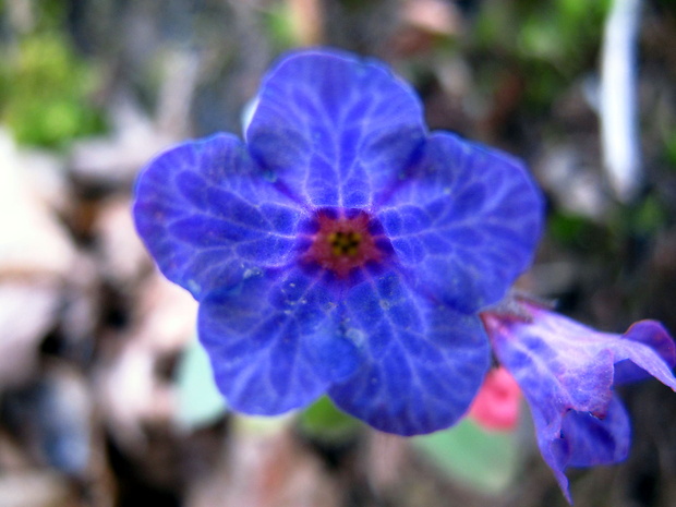 pľúcnik tmavý Pulmonaria obscura Dumort.