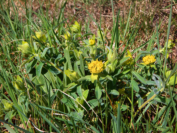 mliečnik mnohofarebný Tithymalus epithymoides (L.) Klotzsch et Garcke