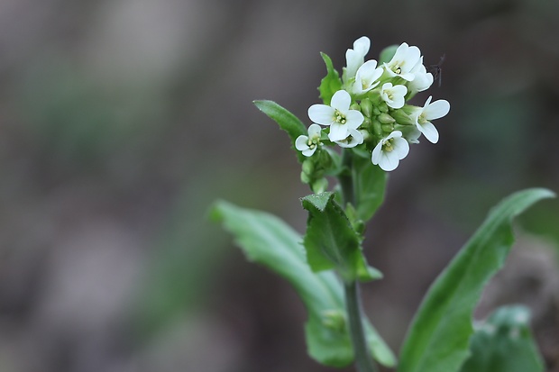 arábka ovisnutá Arabis turrita L.