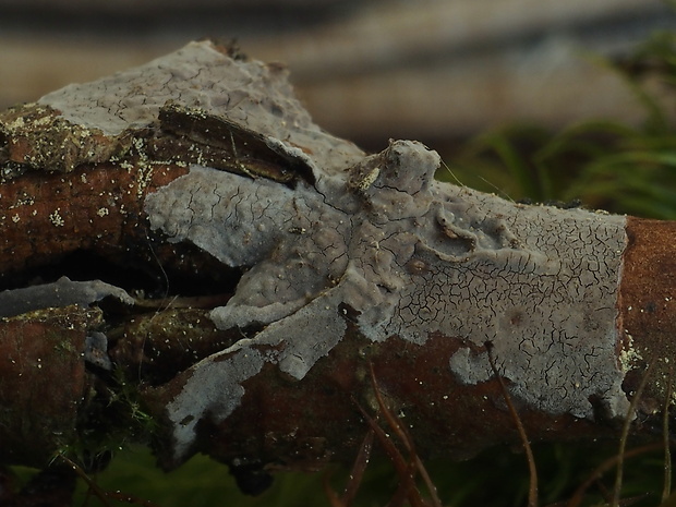 sivopórovka tmavá Bjerkandera adusta (Willd.) P. Karst.