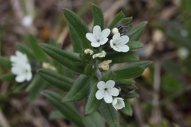 kamienka roľná Buglossoides arvensis