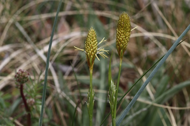 ostrica micheliho Carex michelii Host