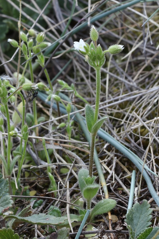 rožec mazľavý Cerastium glutinosum Fr.