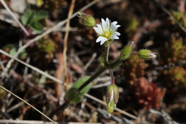 rožec mazľavý Cerastium glutinosum Fr.