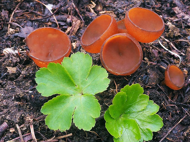 hľuznatka veternicová Dumontinia tuberosa (Bull.) L.M. Kohn