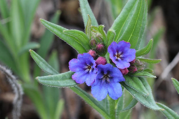 kamienka modropurpurová Lithospermum purpurocaeruleum L.