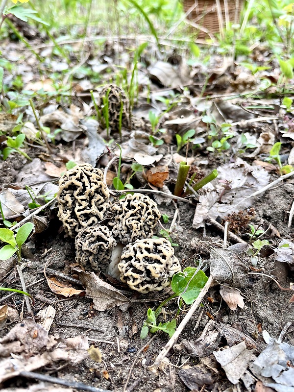 smrčok jedlý Morchella esculenta (L.) Pers.