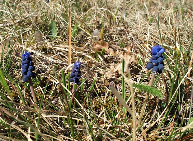 modrica nebadaná Muscari neglectum Guss. ex Ten.