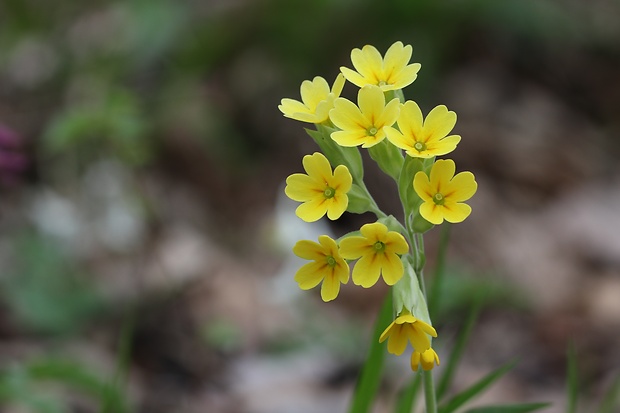 prvosienka jarná Primula veris L.