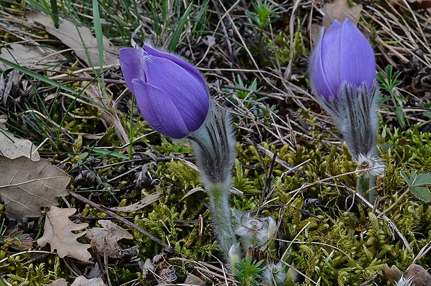 poniklec veľkokvetý Pulsatilla grandis Wender.