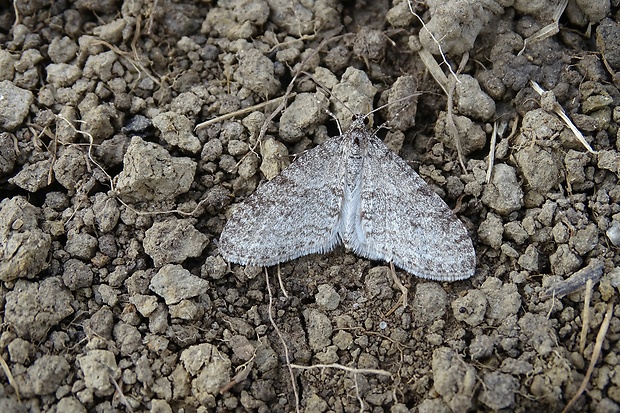 piadivka hrabová  Trichopteryx carpinata