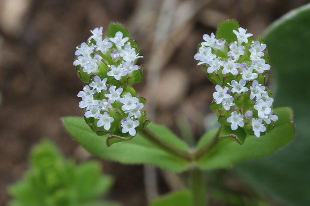 valeriánka žliabkatá Valerianella carinata Loisel.