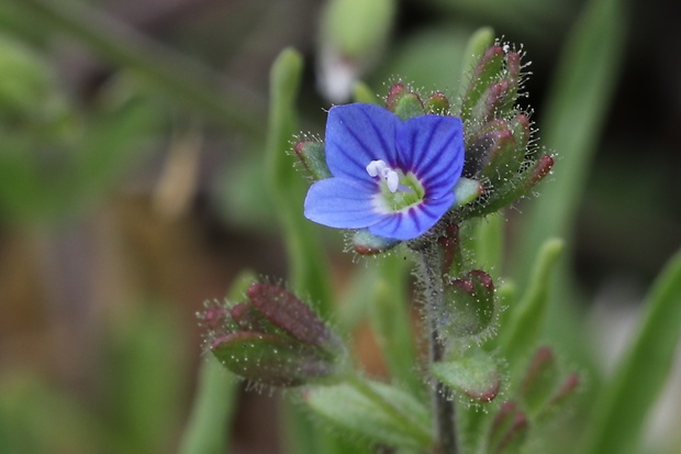 veronika trojúkrojková Veronica triphyllos L.