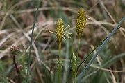 ostrica micheliho