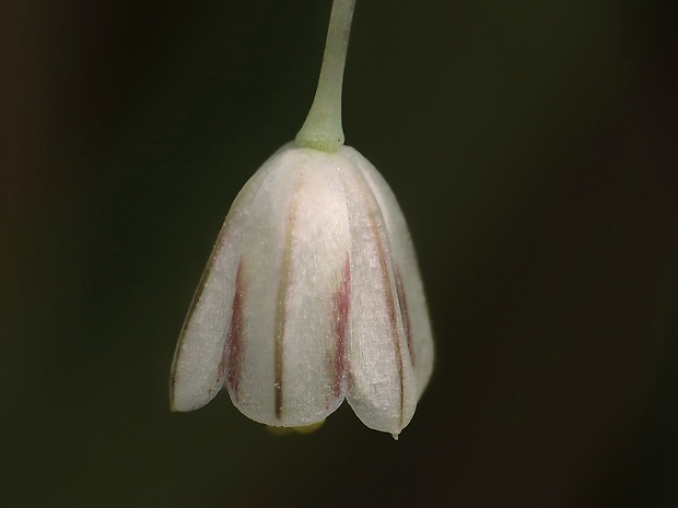 cesnak planý Allium oleraceum L.