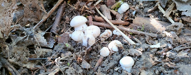 čírovnica májová Calocybe gambosa (Fr.) Donk