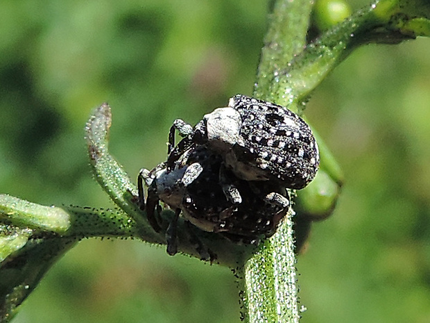 nosánik / diviznáček krtičníkový Cionus scrophulariae Linnaeus, 1758