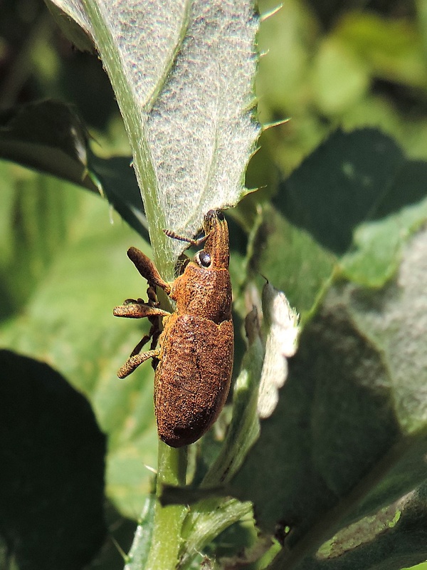 ryhovec / rýhonosec Cleonis sp.