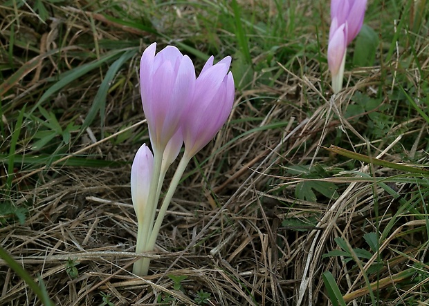 jesienka obyčajná Colchicum autumnale