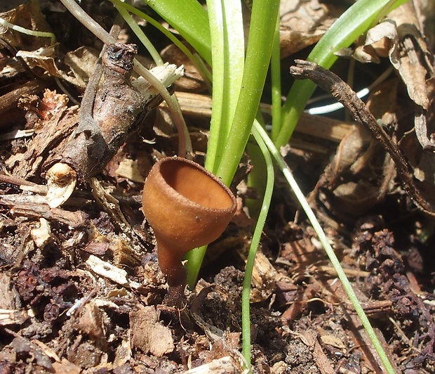 hľuznatka veternicová Dumontinia tuberosa (Bull.) L.M. Kohn