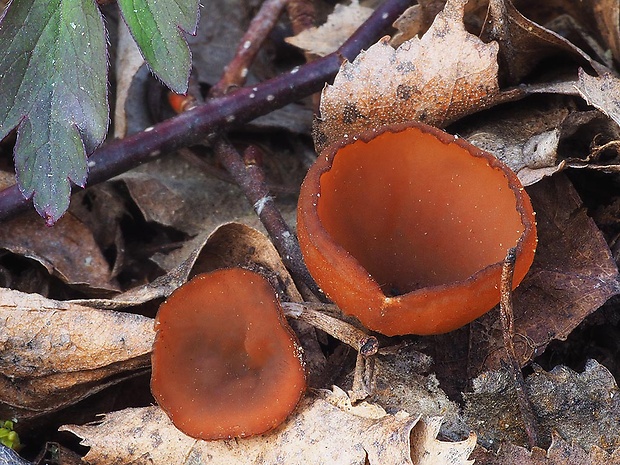 hľuznatka veternicová Dumontinia tuberosa (Bull.) L.M. Kohn