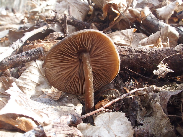 hodvábnica včasná Entoloma vernum S. Lundell