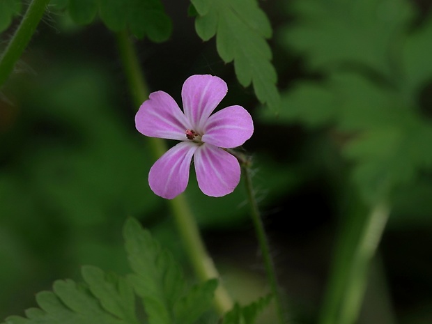 pakost smradľavý Geranium robertianum L.