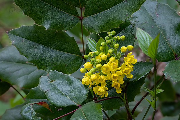 mahónia cezmínolistá Mahonia aquifolium (Pursh) Nutt.