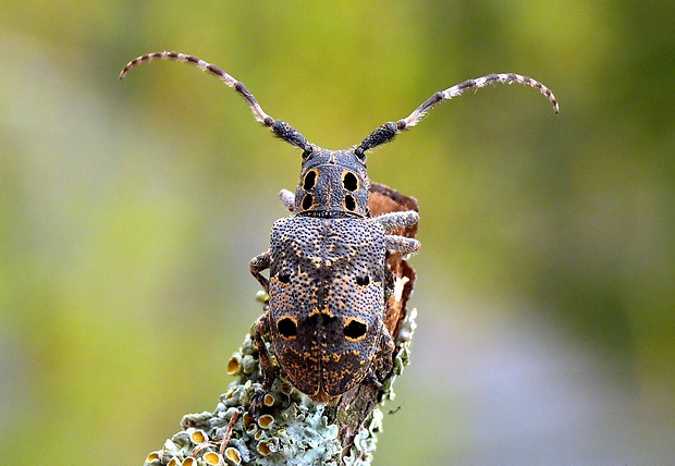 vrzúnik orechový Mesosa curculionoides