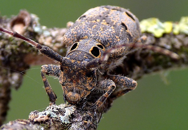 vrzúnik orechový Mesosa curculionoides