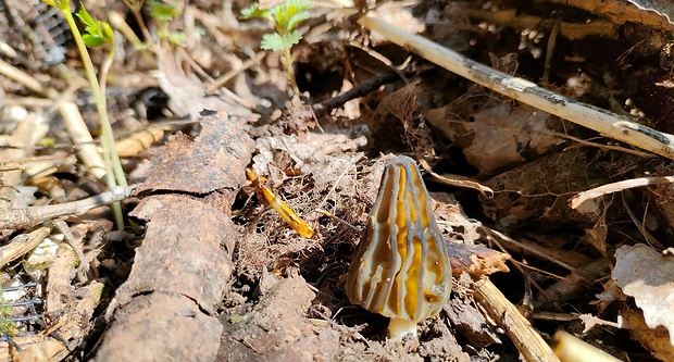 smrčok hybridný Morchella semilibera DC.