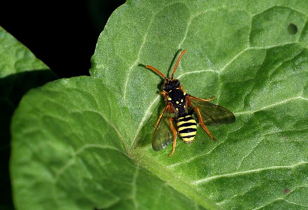 nomáda (sk) / nomáda pruhovaná (cz) Nomada succincta (Panzer, 1798)