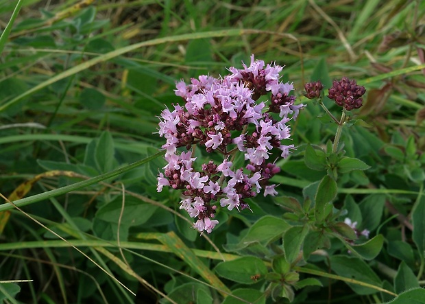 pamajorán obyčajný Origanum vulgare L.