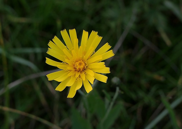 kozobrada lúčna Tragopogon pratensis L.