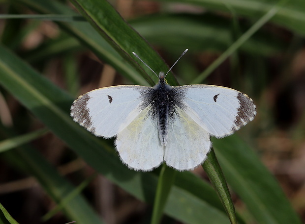 mlynárik žeruchový  Anthocharis cardamines