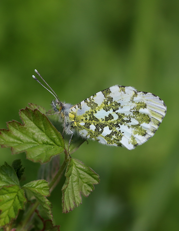 mlynárik žeruchový Anthocharis cardamines