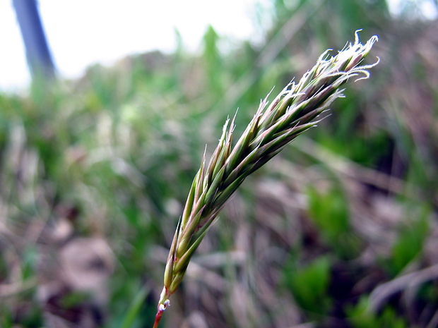 tomka voňavá Anthoxanthum odoratum L.