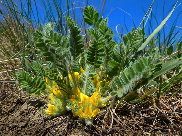 kozinec bezbyľový Astragalus exscapus L.