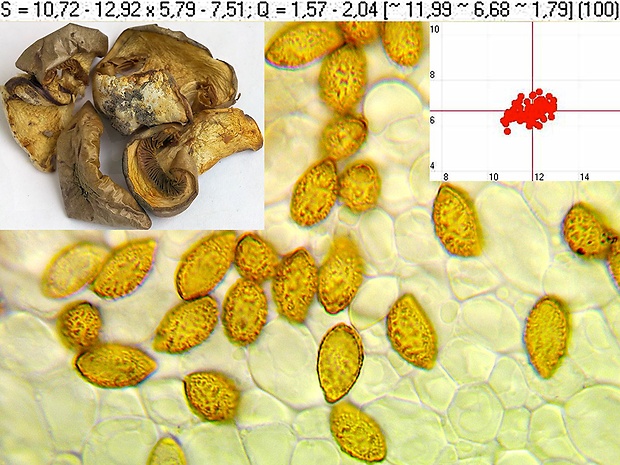 pavučinovec žltozávojový Cortinarius aureopulverulentus M.M. Moser